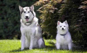 Alaskan malamutes ke bare mein jankari