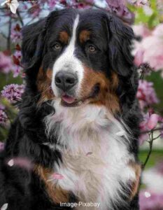 Bernese mountain ke bare me jankari