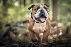 Bulldog ke bare me jankari