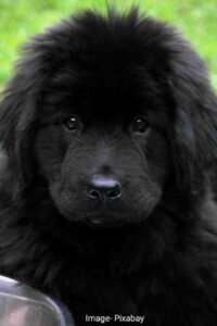 Newfoundland dog ke bare me jankari in hindi