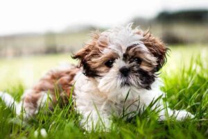 Shih tzu dog ke bare me jankari