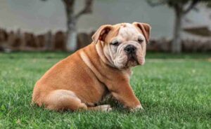 bull dog