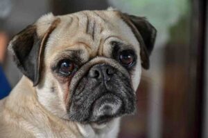 Pug dog ke bare mein jankari