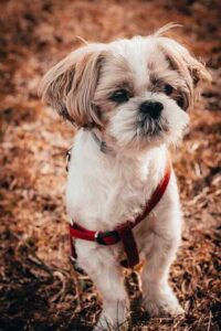 Shih tzu dog