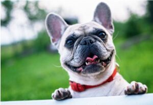 French Bulldog ke bare me jankari 