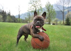 French Bulldog पिल्ले