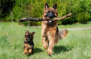 Boxer dog ke bare me jankari
