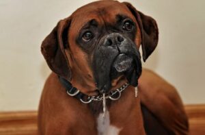 Boxer dog ke bare me jankari