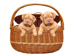 Great Dane के पिल्ले