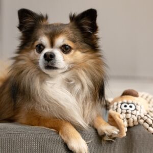 Chihuahua dog विशेषताएँ, आकार, स्वभाव, पहचान, आहार