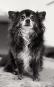 Chihuahua dog विशेषताएँ, आकार, स्वभाव, पहचान, आहार