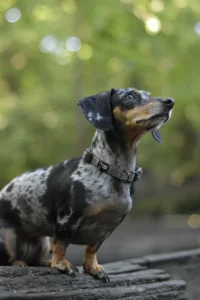 Dachshund dog विशेषताएँ, आकार, स्वभाव, पहचान, आहार