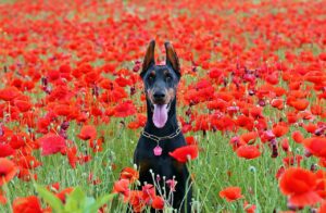 Doberman Pinscher dog विशेषताएँ, आकार, स्वभाव, पहचान, आहार