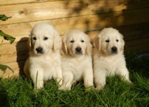Golden Retriever विशेषताएँ, आकार, स्वभाव, पहचान, आहार