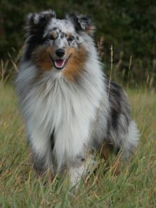Himalayan Sheepdog विशेषताएँ, आकार, स्वभाव, पहचान, आहार