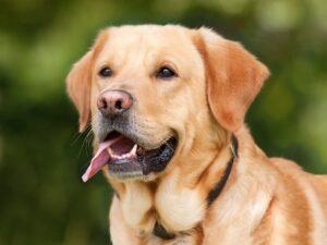 Labrador Retriever विशेषताएँ, आकार, स्वभाव, पहचान, आहार