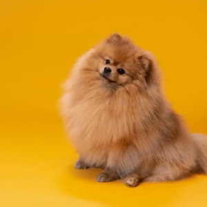 Pomeranian dog विशेषताएँ, आकार, स्वभाव, पहचान, आहार