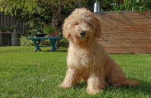 Poodle dog विशेषताएँ, आकार, स्वभाव, पहचान, आहार