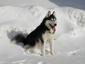 Siberian Husky dog विशेषताएँ, आकार, स्वभाव, पहचान, आहार