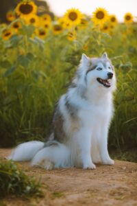 Siberian Husky dog विशेषताएँ, आकार, स्वभाव, पहचान, आहार