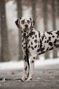 Dalmatian dog विशेषताएँ, आकार, स्वभाव, पहचान, आहार