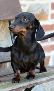 Dachshund dog विशेषताएँ, आकार, स्वभाव, पहचान, आहार