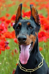 Doberman Pinscher dog विशेषताएँ, आकार, स्वभाव, पहचान, आहार