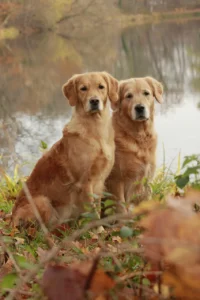 Golden Retriever विशेषताएँ, आकार, स्वभाव, पहचान, आहार