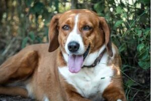 Indian Pariah Dog