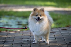 Pomeranian dog विशेषताएँ, आकार, स्वभाव, पहचान, आहार