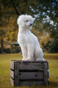 Poodle dog विशेषताएँ, आकार, स्वभाव, पहचान, आहार